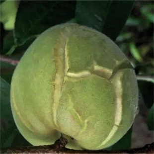 ���Ҙ�������Ҙ�������27̖���ҳ�����33-20�S���Ϸ�ͥԺ�Nֲ