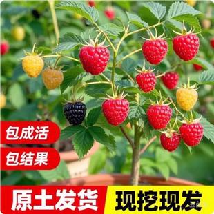 ��ݮ���p�������ӹ��������Ե����ϱ����Nֲ����Y���t�S