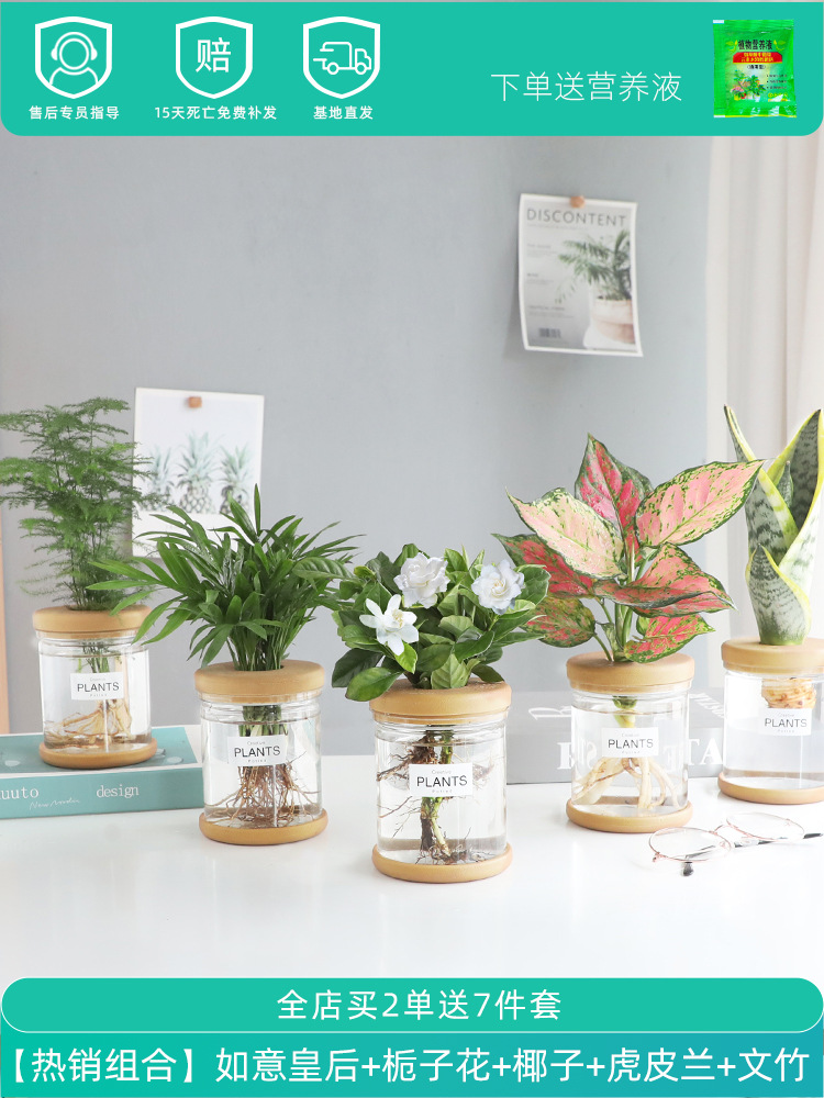 [핫셀 조합] 여왕루이 + 치자나무 + 코코넛 + 타이거 난초 + 아스파라거스 아스파라거스 (무료 영양액)