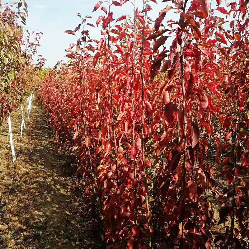 Лиственное садовое растение груша дерево рассада красная Колонка садовое растение цветной лист фасоль растущее дерево в открытом грунте