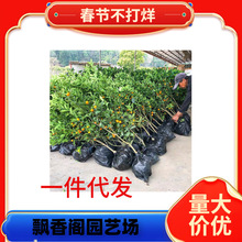 ɳ�ǽ��Ә�����������Ә����ɰ���ټt���ː��¹��������ļ�ͥԺ