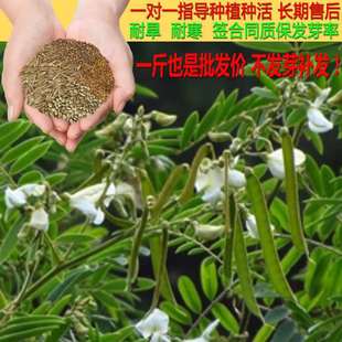Slope Protection Shrub Seeds, Mountain Bean Seeds, Drought-Resistant, Acid-Saline Alkali-Resistant Highway and Railway Slope Protection Greening