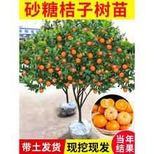 无籽沙糖橘苗橘子树砂糖橘树苗盆栽地栽桔子树苗南方果树橘子苗树