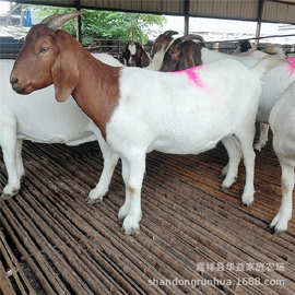 羊苗养殖育肥羊 山东青山羊养殖场大量出售波尔山羊