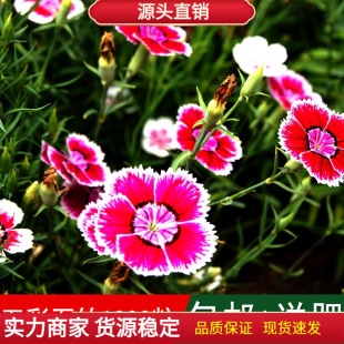 ���ۻ��ܷN���ʯ��N�ӳ���ʯ������ʯ��횰�ʯ���ɫ���Ѳ���