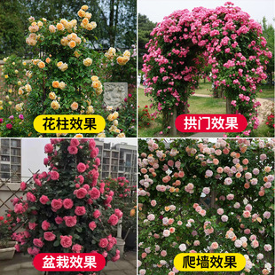 Rose Seedlings Climbing Vines Extra Large Four-Season Blooming Florals Balcony Wall Climbing Roses Dragon Sand Gem Plant Potted Plants