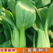 四季上海青种子白菜种籽蔬菜种子青菜小白菜油菜蔬菜易种阳台盆栽