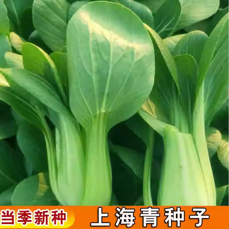 四季上海青种子白菜种籽蔬菜种子青菜小白菜油菜蔬菜易种阳台盆栽