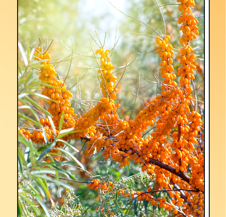 Sea Buckthorn Juice NFC Inner Mongolia Small Fruit 500ml Box Herbal Wellness Drink in use