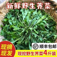 苏北农家蔬菜现挖香荠荠菜野菜新鲜馄饨饺馅商用现挖工厂一件批发