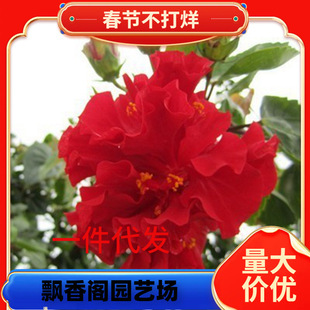 һ�����l���ذ��ɣ���玧�����l؛�ذ�ľ������ĵ���������ļ�