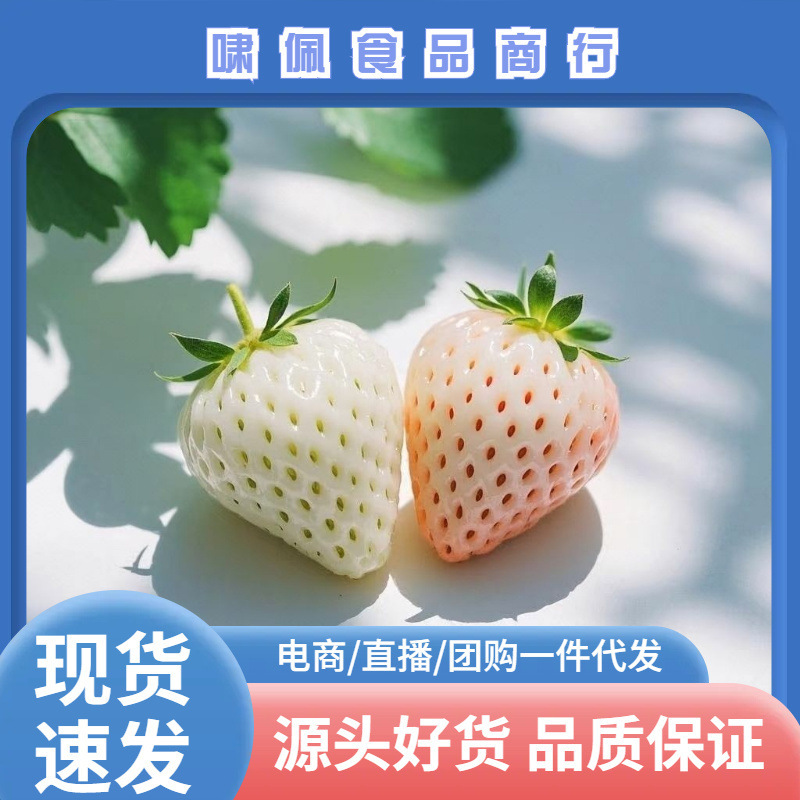 【Jd.Com and Sf Express Random Selection】Shandong Danxue Strawberries 1/ 1.5kg Creamy White Strawberries Fresh Fruit Snow White Milk Berries 【Jd.Com and Sf Express Random Selection】Shandong Danxue Strawberries 1/ 1.5kg Creamy White Strawberries Fresh Fruit Snow White Milk Berries