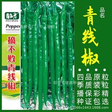 特长青线椒种子辣椒籽薄皮椒绿线椒种子原装四季蔬菜种子大全批发