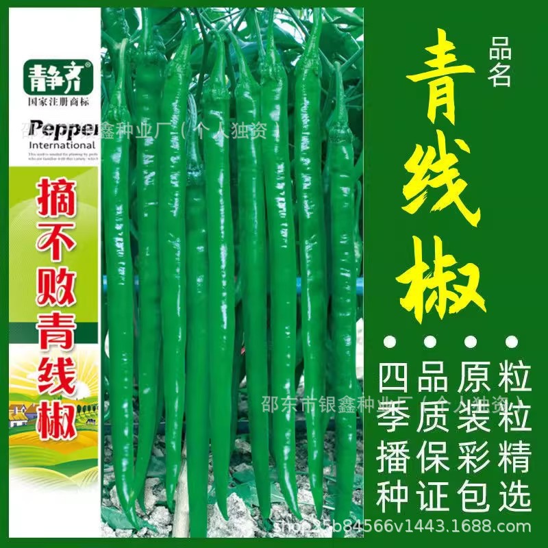 特长青线椒种子辣椒籽薄皮椒绿线椒种子原装四季蔬菜种子大全批发