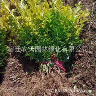 ͥԺ�G������~Ůؑ����С�~Ůؑ���ļ��L�໨�ܻ����h�ʸ���ɫ��