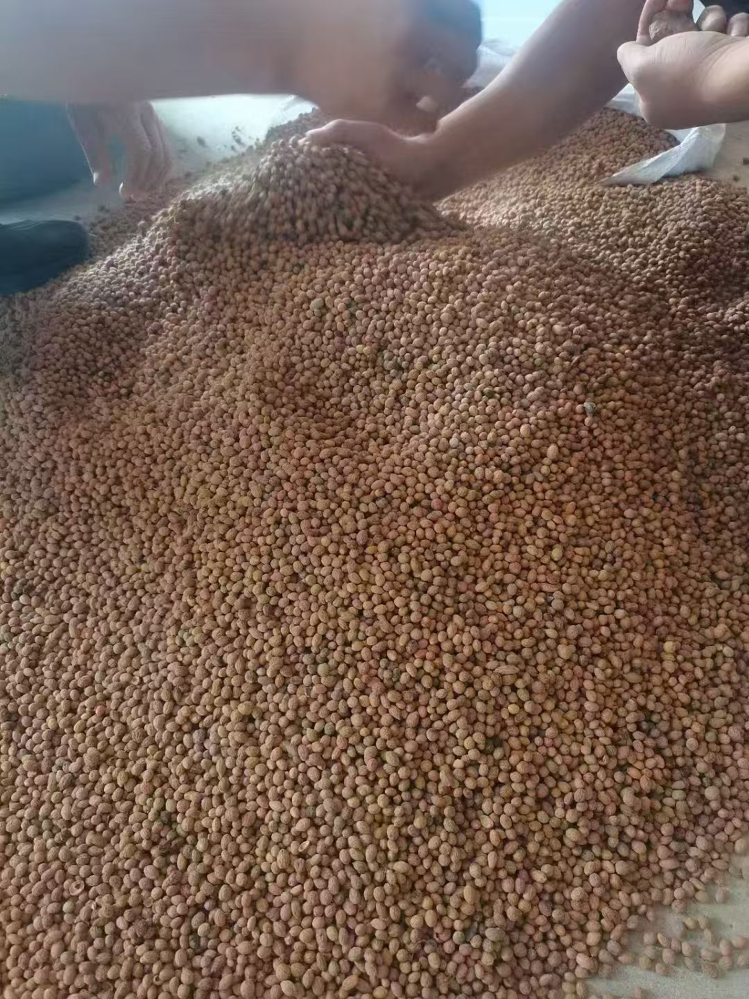 Sour Jujube Seed Suan Zao Ren Ziziphus jujuba Dried Seeds Bulk 500g-2500g Pillow Filling and Herbal Use quality and texture