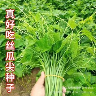 �óԽz�ϼ�N���͟ᴺ�ļ��z���ټ�����횲����ﶬ���r���߲˷N��