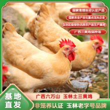 2025年广西三黄鸡走地土鸡散养鲜活现杀冷冻整鸡商用餐饮火锅食材