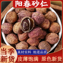 阳春砂仁中药材广东春砂仁正宗阳春砂仁泡茶煲汤蒸肉香料砂仁干果