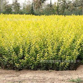 金叶女贞苗园林工程绿化庭院绿篱耐寒花观叶植物四季常青花草树木