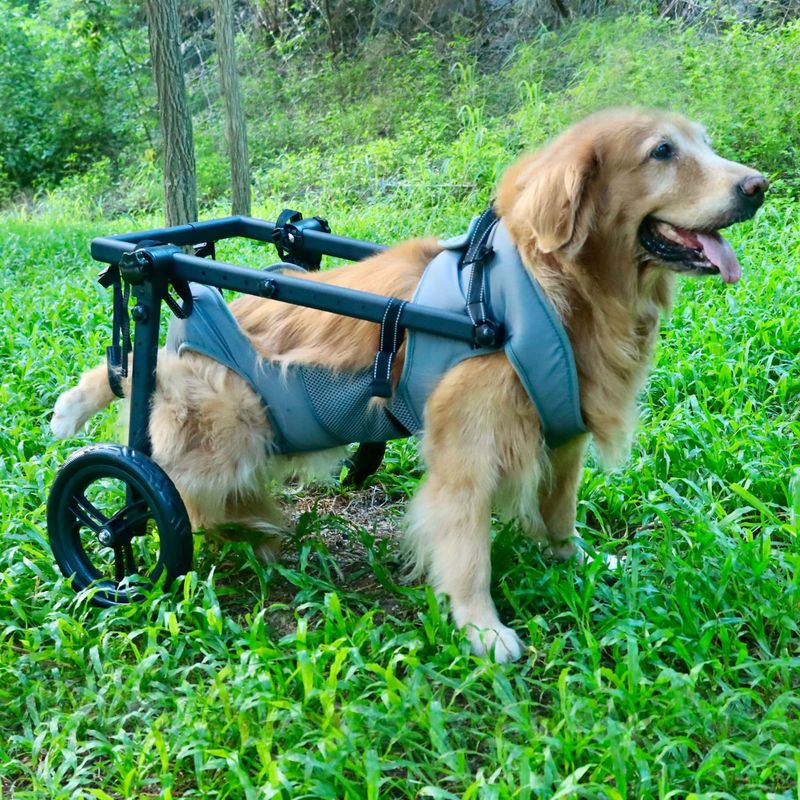 中大型宠物狗狗轮椅老年犬后腿残疾受伤护具出行走路宠物辅助车|undefined