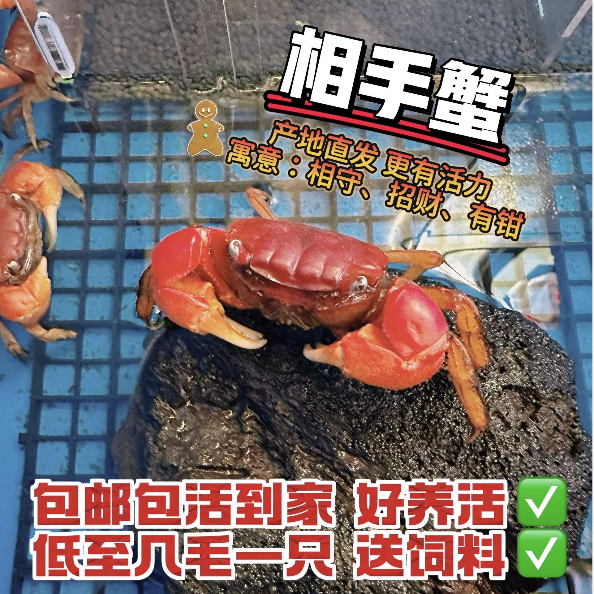 Freshwater Crab Live Ornamental Crab Desktop Pet Fruit Crab Companion Crab Pet Crab Aquarium Cleaner
