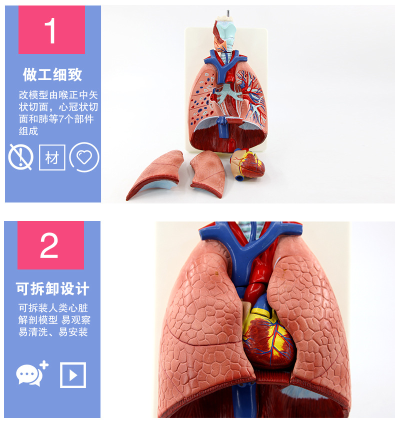 QH3322喉心肺解剖模型_06.jpg