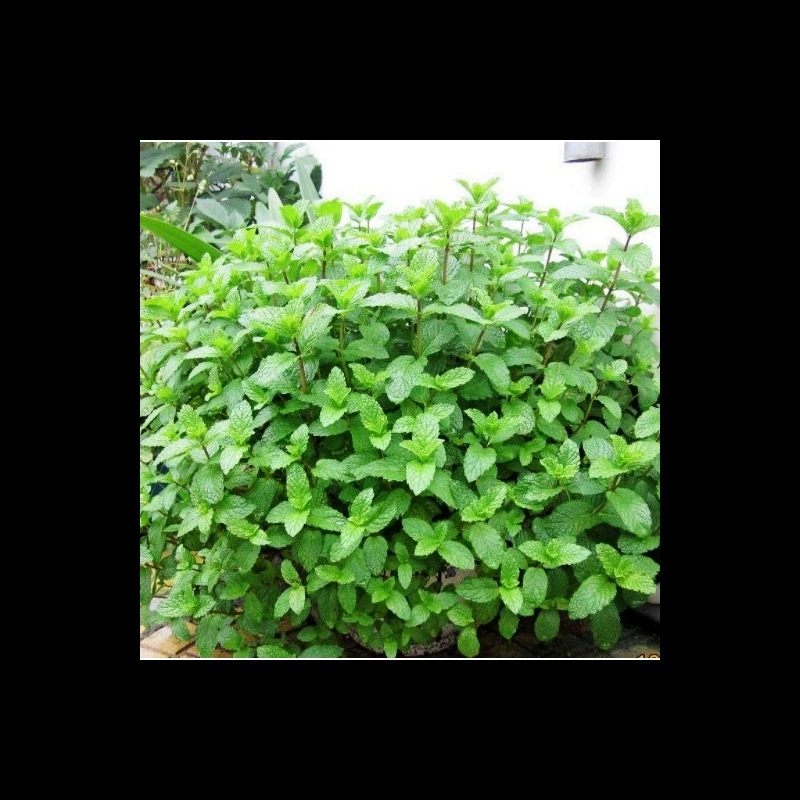 Семена мяты перечной, парфюмерные семена мяты, съедобная кошачья мята, овощи в горшках для балкона