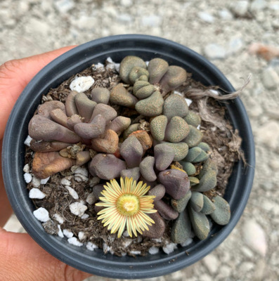 天羽多肉  唐扇 大盆 成品 10cm直径多肉植物批发 大棚基地|ms