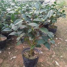 ��÷��������ɽ�軨���Ԏ�������ɫ�൤���ܾGֲ���҃ȝ����͘���