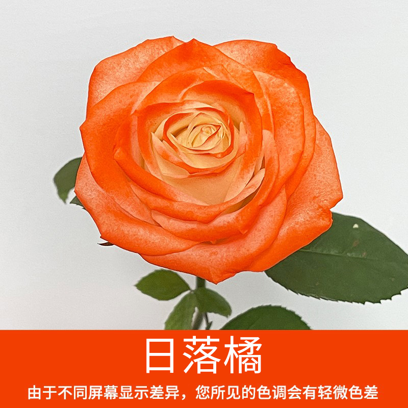 Material de embalaje de flores frescas Agente de tinción en aerosol de flores secas Salsa de ciruela negra Pintura en aerosol de flores Pintura en aerosol de flores Agente de color de flores