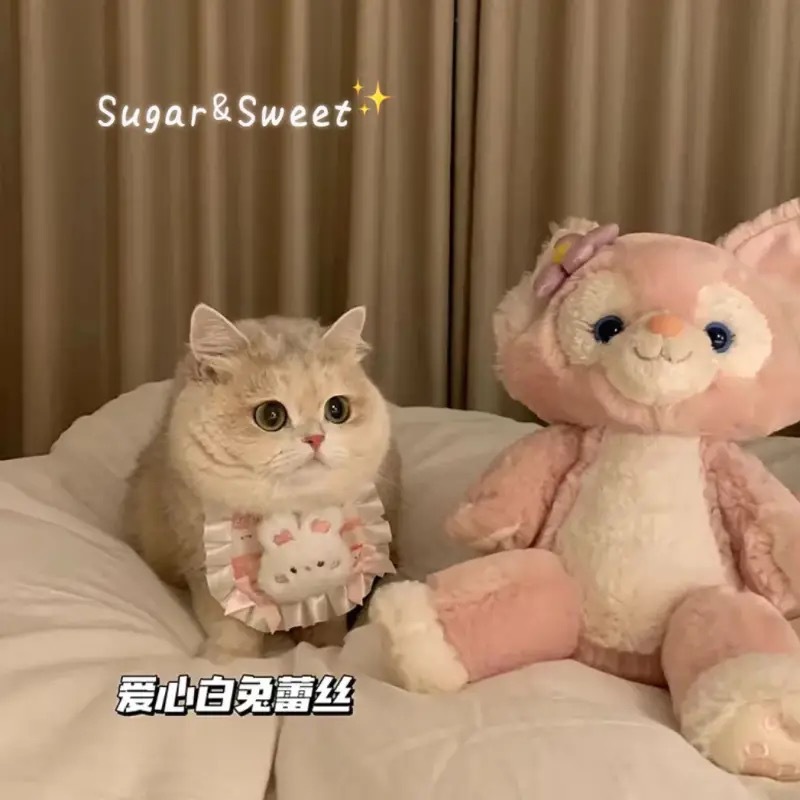 파운데이션 사랑 토끼