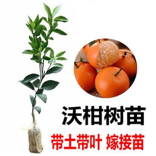 �ָ���̽�������������l�޽ӹ�������B�����Ե��ԏV�|�V������