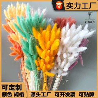 定制兔尾草干花花束狗尾巴草小芦苇ins风家居装饰云南跨境批发
