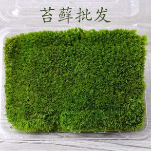 东莞市万江创意花卉批发商行