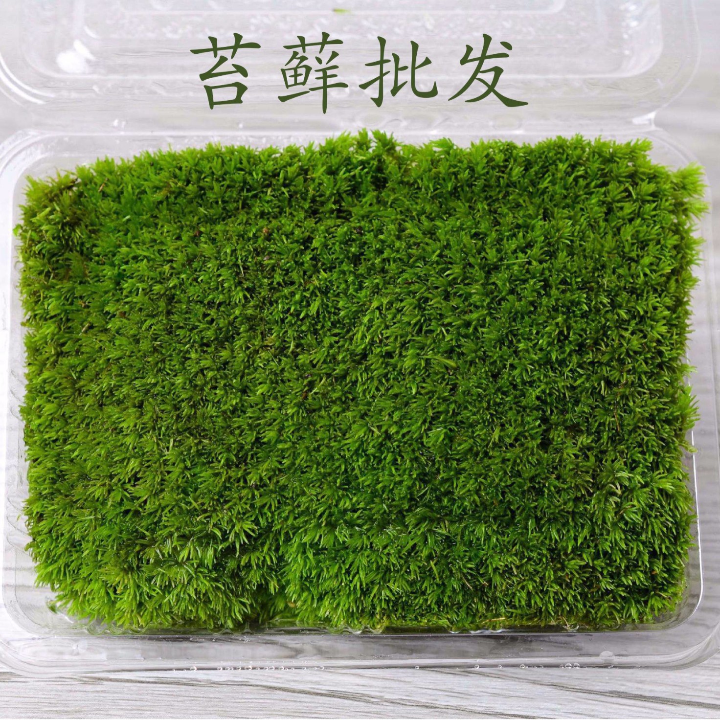Moss micro -landscape air -drying \ Fresh white hair moss small white hair accessories material box installed indoor moss wall