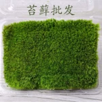 苔藓微景观 风干\新鲜白发藓小白发 配件素材 盒装 室内苔藓墙