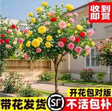 树桩月季棒棒糖树状玫瑰多色四季花卉苗特大花树盆栽花卉庭院植物