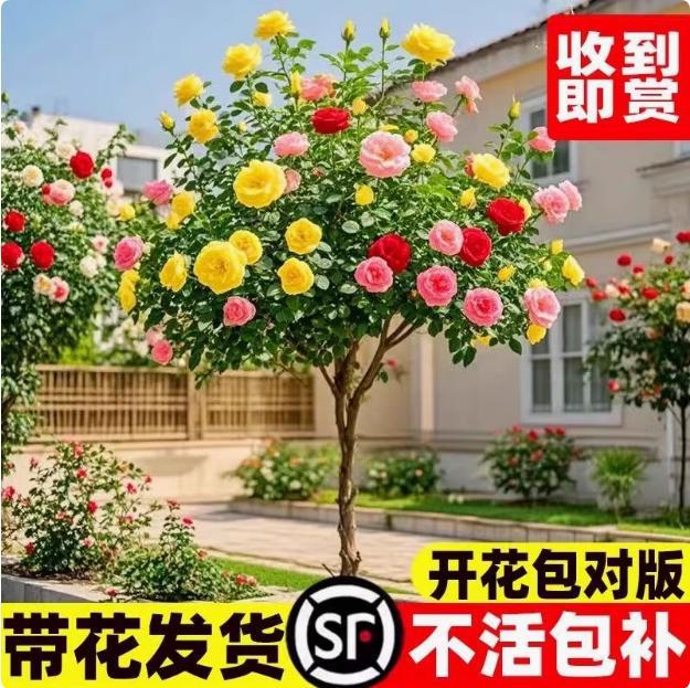 树桩月季棒棒糖树状玫瑰多色四季花卉苗特大花树盆栽花卉庭院植物
