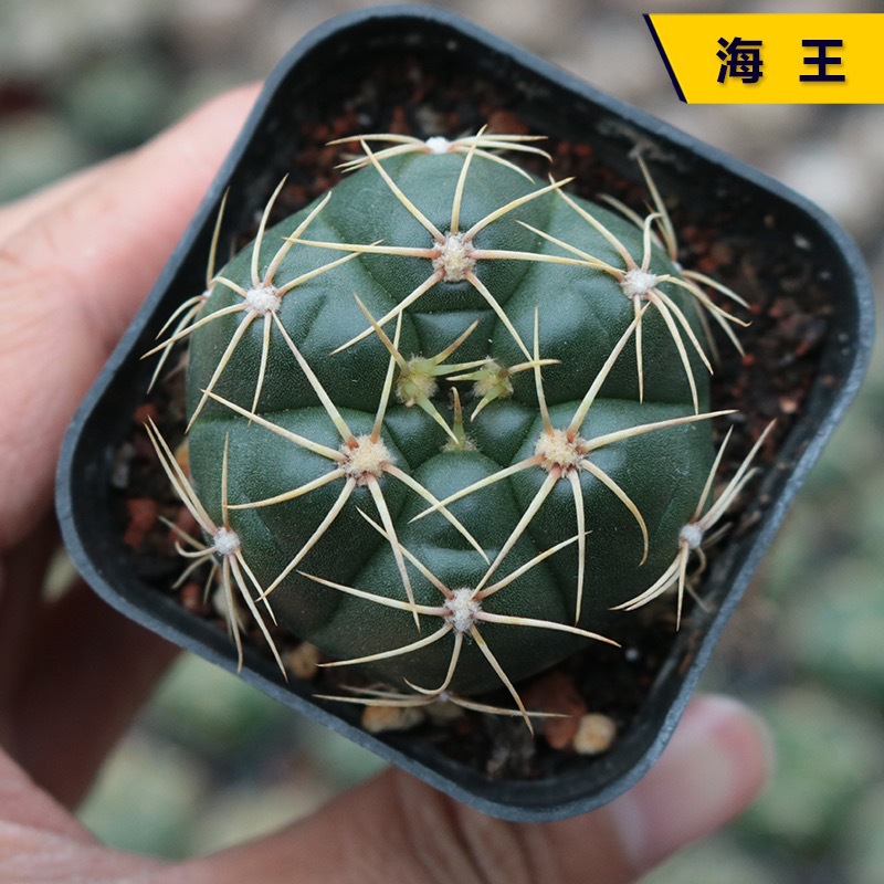 넵튠 3-4cm (식재 후 배송)