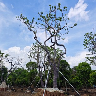 Special Shaped Iron Holly Curved Rod Crown Monster-Shaped Courtyard Landscape Tree