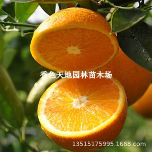 �S��̽���޽�����Ʒ�N�S��̘���������ۘ������Ó���������