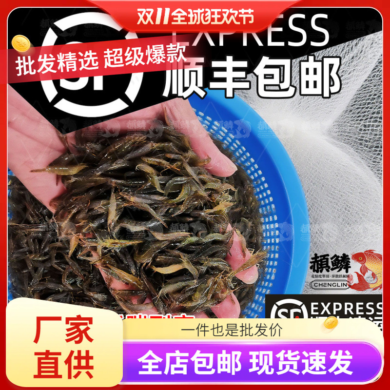 顺丰黑壳虾观赏虾除藻淡水鲜活清洁工具耐活好养观赏鱼宠物水晶虾