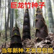 大型巨龙竹种子毛竹种原装四季蔬菜种子大全水果种子花卉种子批发
