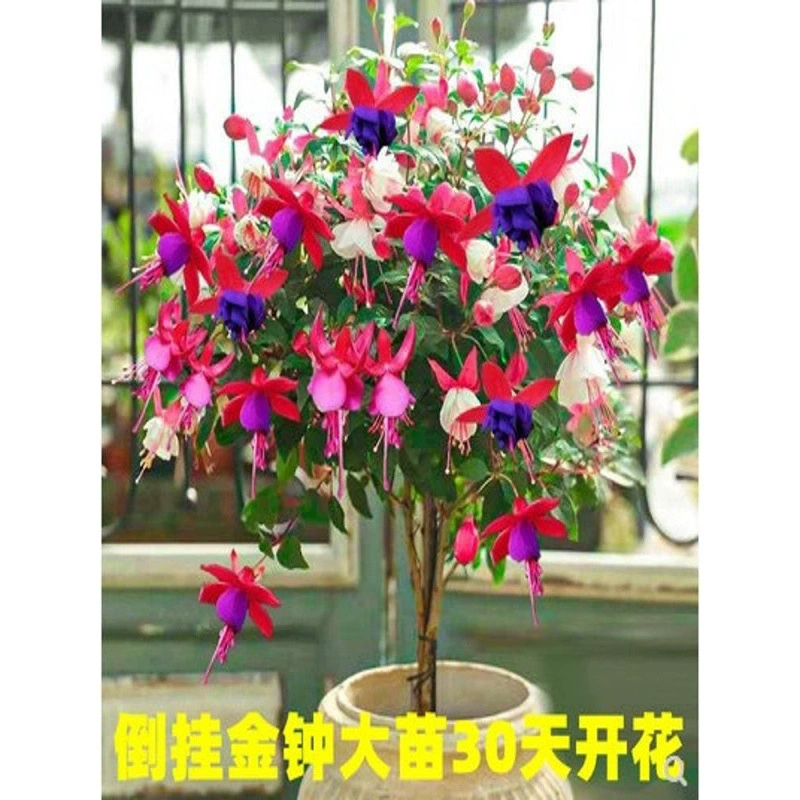 Двухцветочный подвесной цветок колокольчика, рассада, цветок-фонарь, комнатное зеленое растение в горшке, цветет на балконе круглый год с бутонами и непрерывными цветами.
