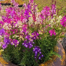 ~ܷN С~ļN҃ȼͥ@ˇԿ軨л