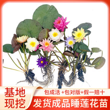 һ�����l�����ͺ��M��˯ɏ���玧���l؛�~��ˮ���쾰ˮ��ֲ��