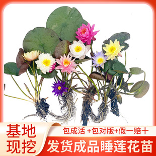 һ�����l�����ͺ��M��˯ɏ���玧���l؛�~��ˮ���쾰ˮ��ֲ��