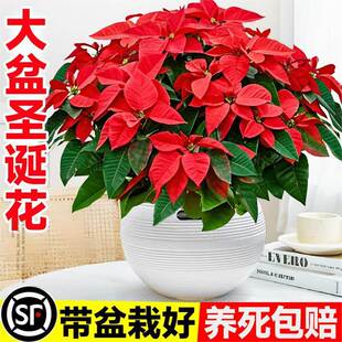 �}�Q��һƷ�t�����������ܿ͏d�k���҃������^�p�ļ��_�����B�Gֲ