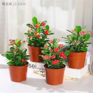 ����÷�F���Ļ����Ԏ������҃��k�����̨�ļ��_�����B����ֲ��